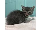 Adopt AJ Patton Kitten #16 (B) a Domestic Medium Hair