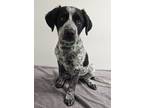 Adopt Baloo a Cattle Dog, Mixed Breed
