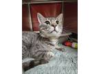 Adopt Soup a Domestic Short Hair