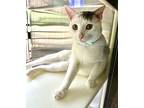 IT Domestic Shorthair Young Male