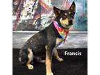 Adopt Francis a Husky, German Shepherd Dog