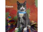 Adopt Simon a Domestic Short Hair