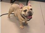 Chaco French Bulldog Adult Male