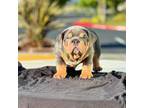 Bulldog Puppy for sale in Petaluma, CA, USA