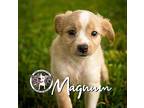 Magnum Summer Chihuahua Puppy Male