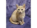 Adopt Prowl Catobot a Tabby, Domestic Short Hair
