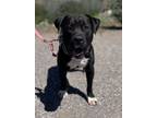 Adopt Beefstick a American Staffordshire Terrier