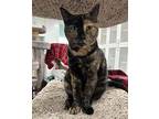 Ursula Domestic Shorthair Young Female