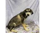 Adopt SCOUT a Foxhound, Mixed Breed