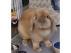 Adopt Juliet a French Lop