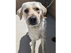 Adopt Snowball a Labrador Retriever