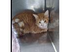Taco Domestic Shorthair Young Male