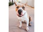 Adopt Rugar a Pit Bull Terrier, Mixed Breed