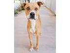 Adopt Palmer a Pit Bull Terrier, Mixed Breed