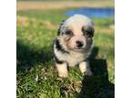 Miniature Australian Shepherd Puppy for sale in Long Lake, WI, USA
