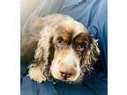 Cooper Cocker Spaniel Young Male