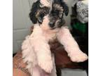 Shih-Poo Puppy for sale in Brentwood, MD, USA