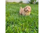 Poodle (Toy) Puppy for sale in Yonkers, NY, USA
