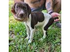 German Shorthaired Pointer Puppy for sale in New Port Richey, FL, USA