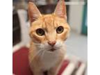 Adopt Cheddar a Domestic Short Hair