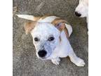 Adopt TOBLER a Cattle Dog, Mixed Breed