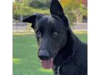 Adopt Sirius - ECAS a German Shepherd Dog