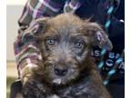 Adopt Mercury a Scottish Terrier