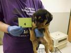 Adopt TATE a Rottweiler, Labrador Retriever