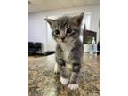 Adopt Jellybean a Domestic Short Hair