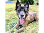 Adopt Bison a Husky, German Shepherd Dog