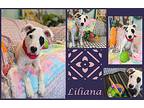 Liliana, Terrier (unknown Type, Medium) For Adoption In Ozark, Alabama