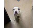 Petey, American Pit Bull Terrier For Adoption In Apple Valley, California