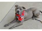 Cole, American Staffordshire Terrier For Adoption In Mckinney, Texas