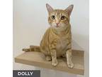 Dolly, Domestic Shorthair For Adoption In Toronto, Ontario