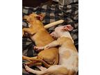 Milo, American Pit Bull Terrier For Adoption In Saugus, Massachusetts
