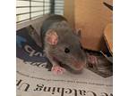 Magnifico, Rat For Adoption In Raleigh, North Carolina