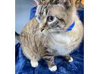 Toomie, Siamese For Adoption In Athens, Tennessee