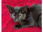 Jazzy, Domestic Shorthair For Adoption In Athens, Tennessee