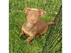 Gunner, Labrador Retriever For Adoption In Jackson, Tennessee