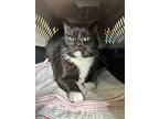 Merlin, Domestic Shorthair For Adoption In Port Jervis, New York