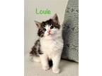 Louie, Domestic Longhair For Adoption In Fairfax, Virginia