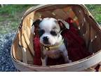 Arlo Doo 4050nc, Boston Terrier For Adoption In Maryville, Tennessee
