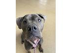 Leo- Call [phone removed] To Meet, Staffordshire Bull Terrier For Adoption In