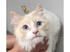 Snowball, Ragamuffin For Adoption In Taylorsville, North Carolina