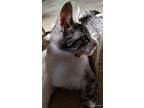 Cicero, Domestic Shorthair For Adoption In Wheaton, Illinois