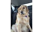 Lydia, Golden Retriever For Adoption In Louisville, Kentucky