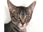 Barbie, Domestic Shorthair For Adoption In Encinitas, California