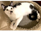 Stuart Little, Domestic Shorthair For Adoption In Encinitas, California