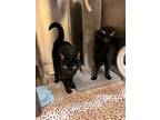 Promise Bonded To Precious, Domestic Shorthair For Adoption In Campbell River