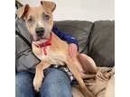Humble “herman”, American Staffordshire Terrier For Adoption In Oxford